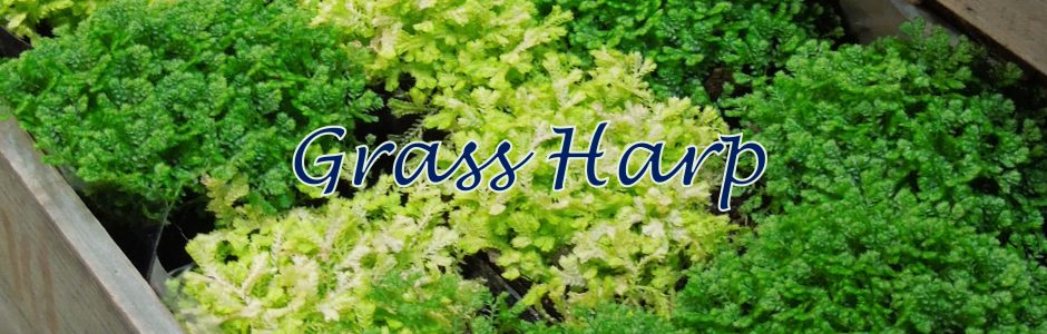 Grass Harp 横浜港南台にある 花 カフェ 雑貨のお店 グラスハープ の公式サイト